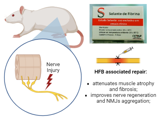Heterologous Fibrin Biopolymer is an innovative and entirely Brazilian product with potential for aiding neuromuscular junction regeneration
